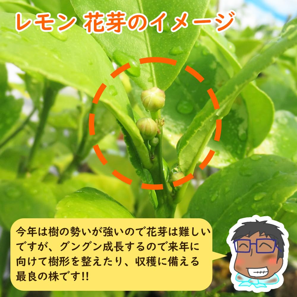 Amazon.co.jp: 【 植え替え不要 】選べる鉢色 とげなしレモン